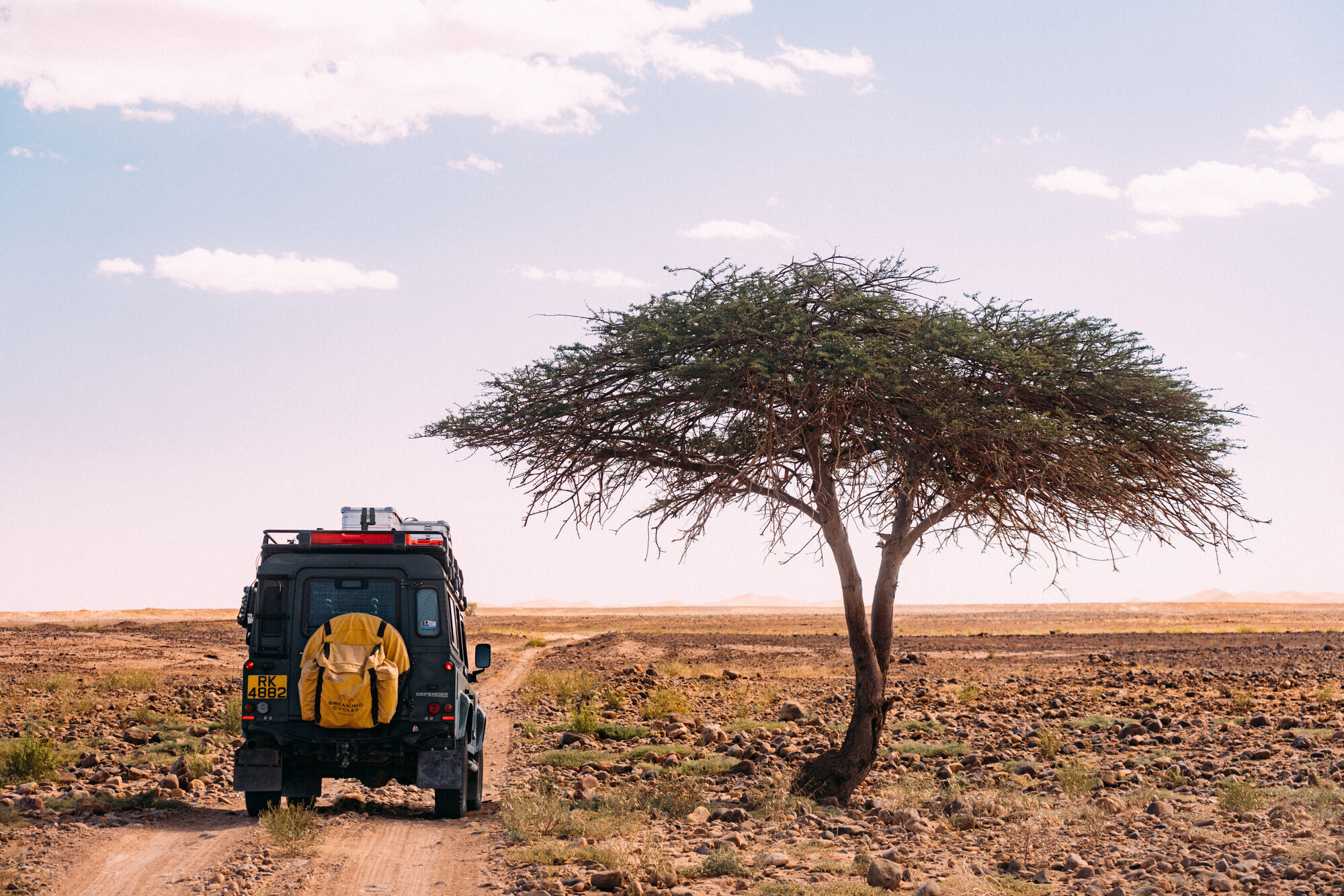 Defender by acacia tree